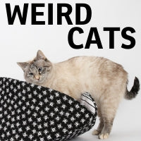 Weird Things We've Learned From Our Customers' Cats