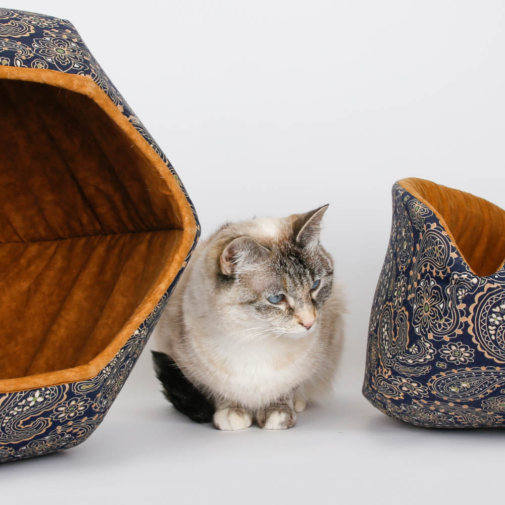Owl deals cat bed