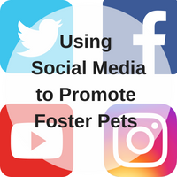 How To Improve Your Instagram Profile to Support Foster Kittens