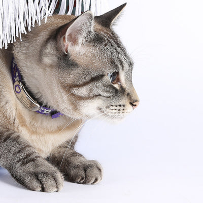 A Practical Cat Collar Option